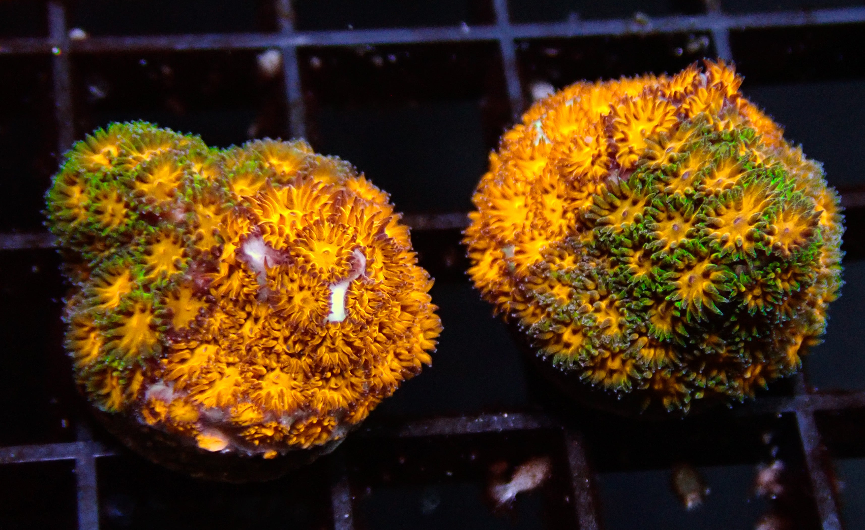 John Deere Orange Combo Leptastrea Frag