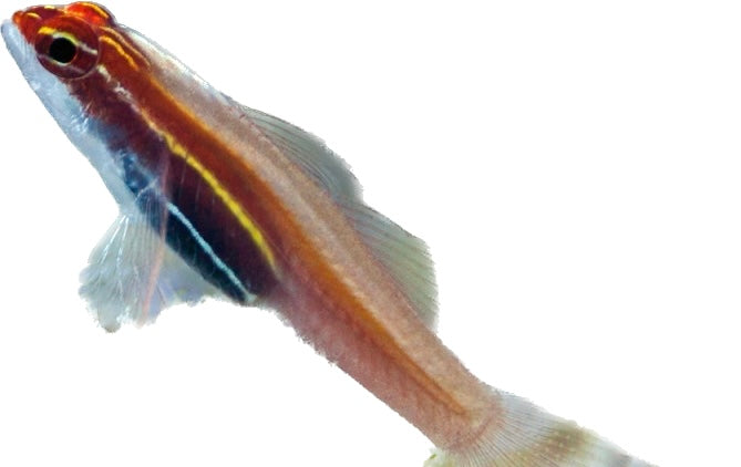 Black Belly Nano Goby