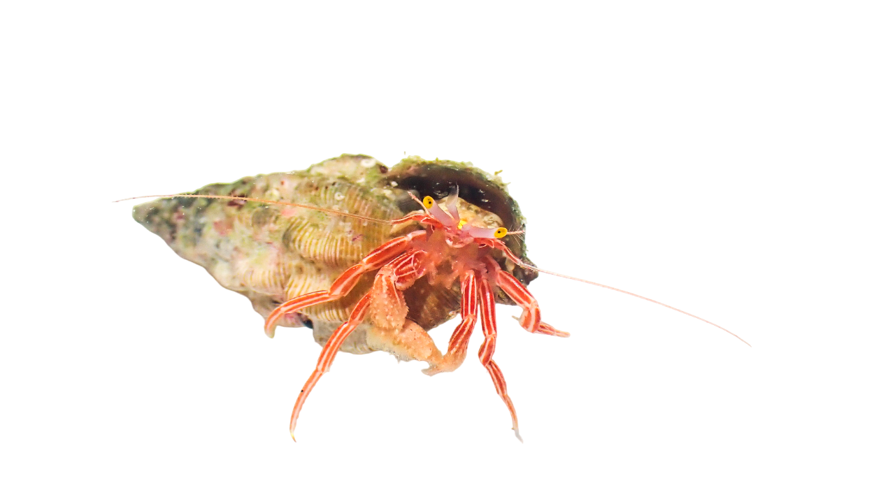 Red Zebra Hermit