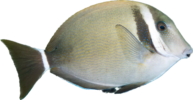 White Bar Tang