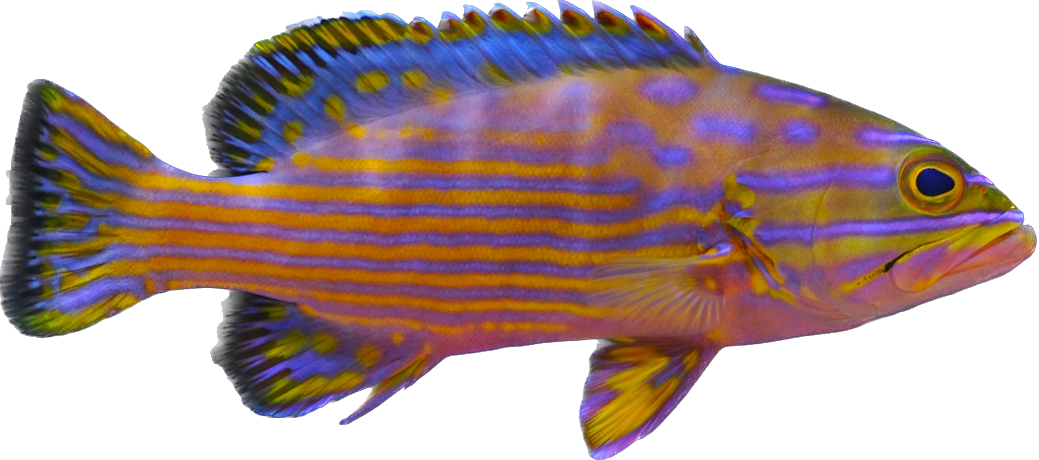 Polleni Grouper 