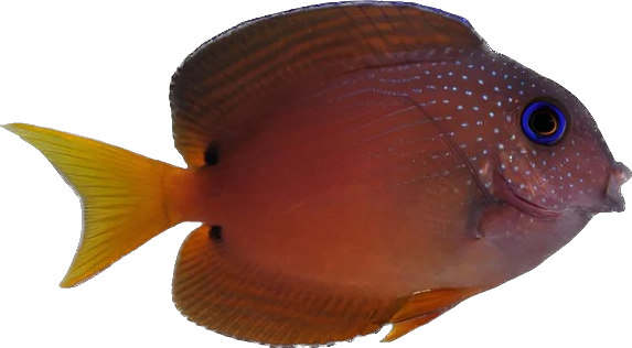 Blue Eye Bristle Tooth Tang M