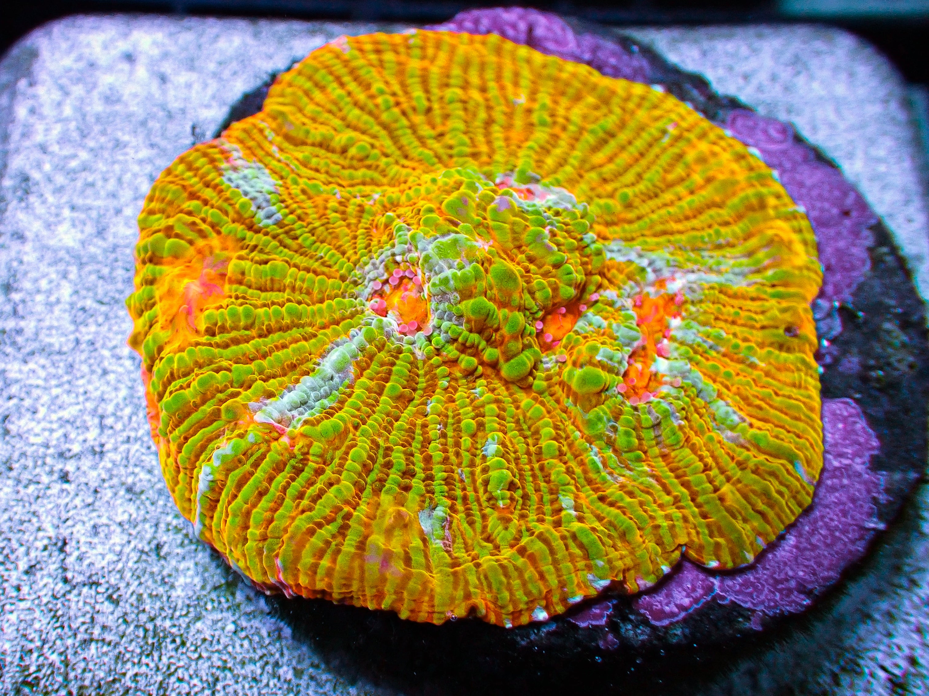 Orange Convict Chalice Frag