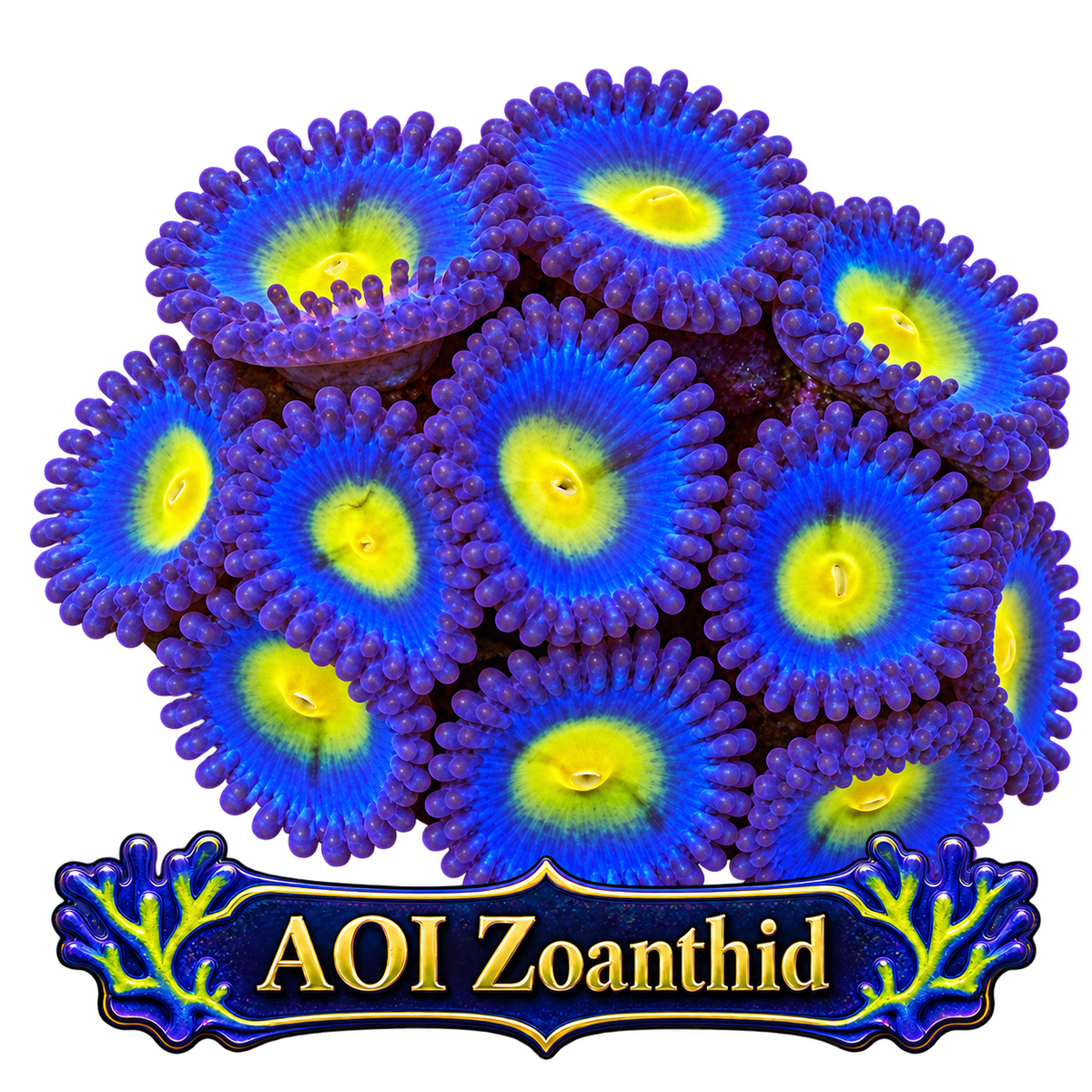 WWC AOI Zoa Frag