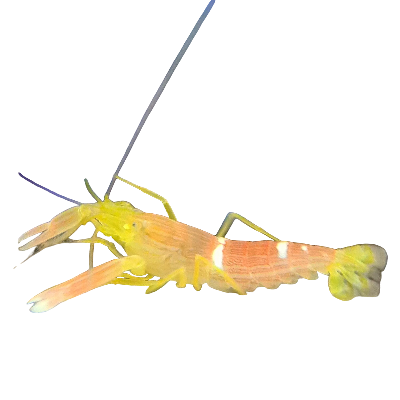 Yellow and Peach Pistol Shrimp