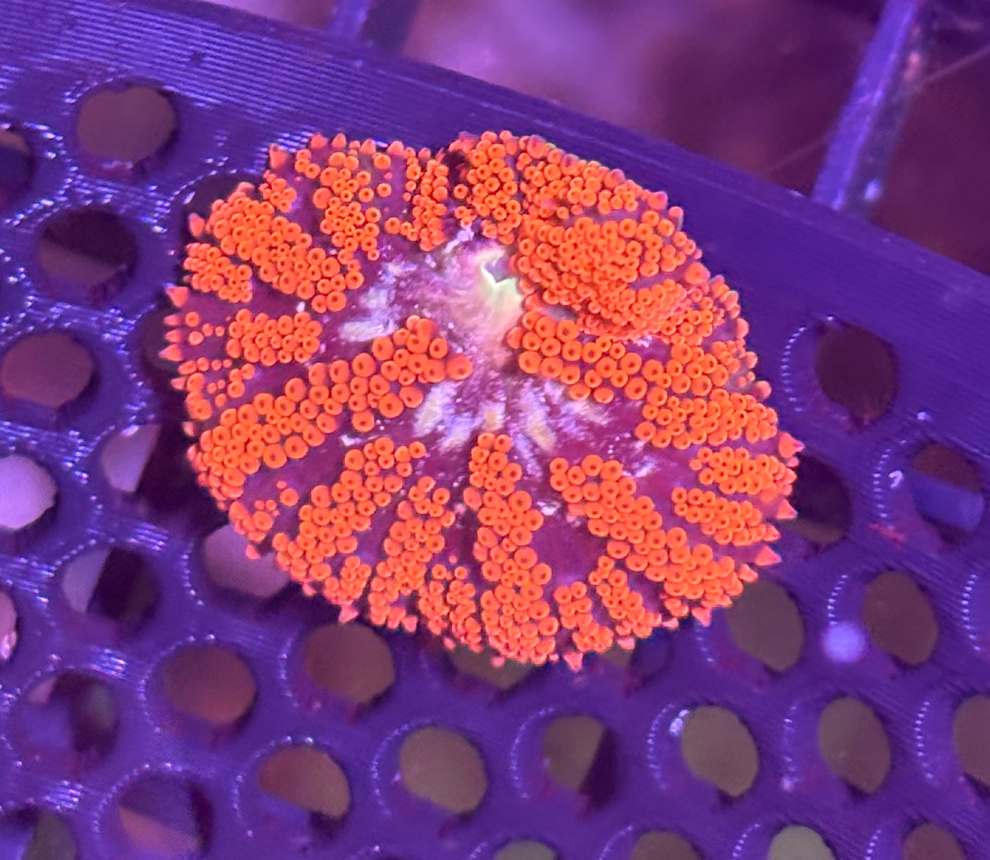 WYSIWYG Anemone #28