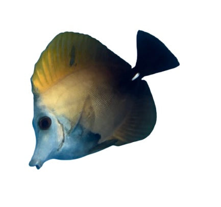 Aberrant Scopas Tang