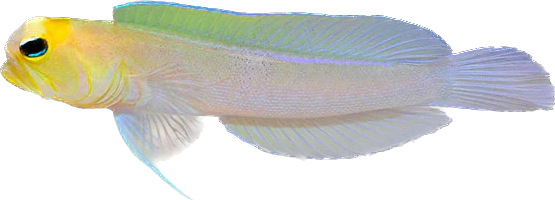 Pearly Jawfish- Caribbean