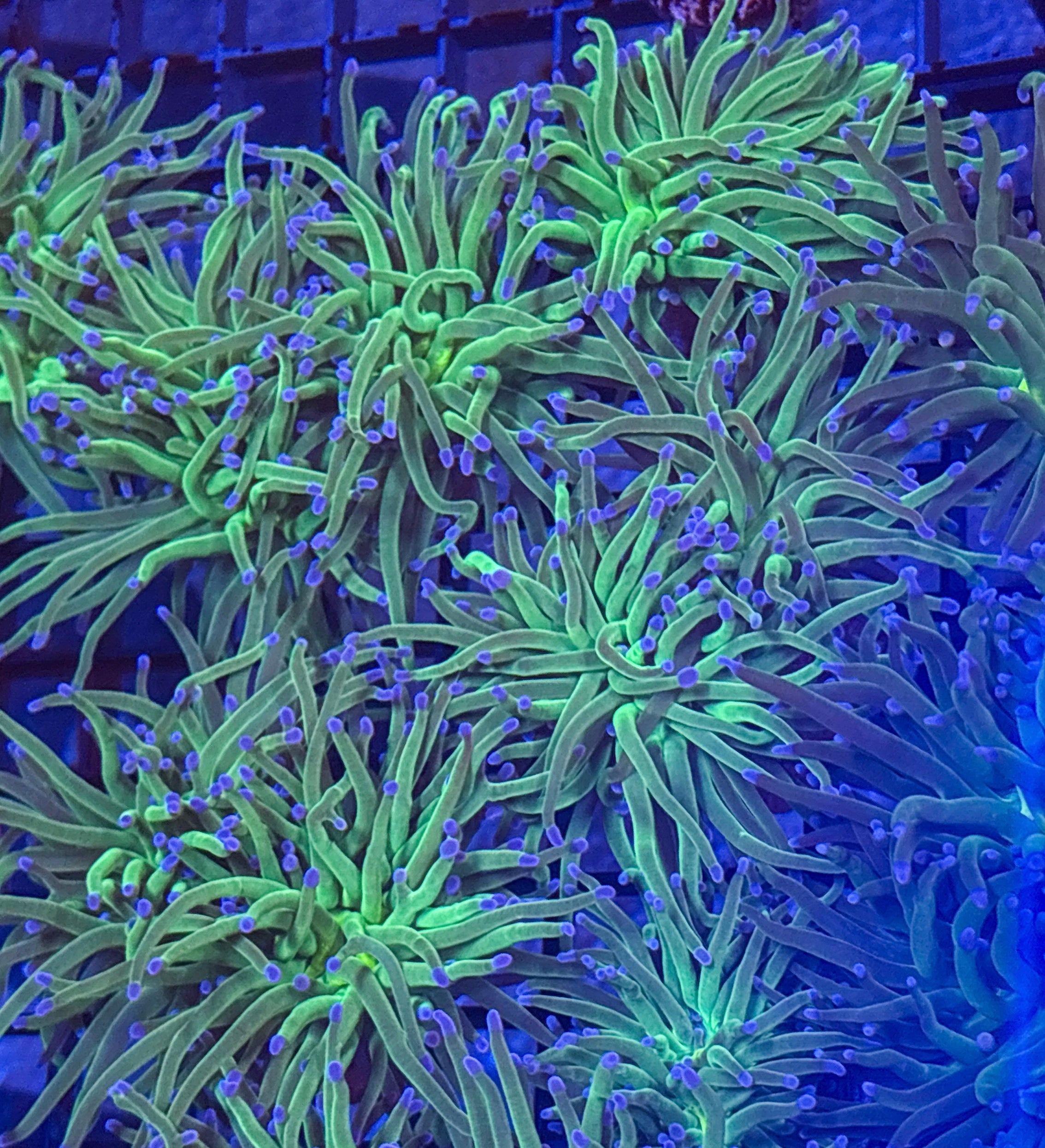 Green with Blue Tip Torch