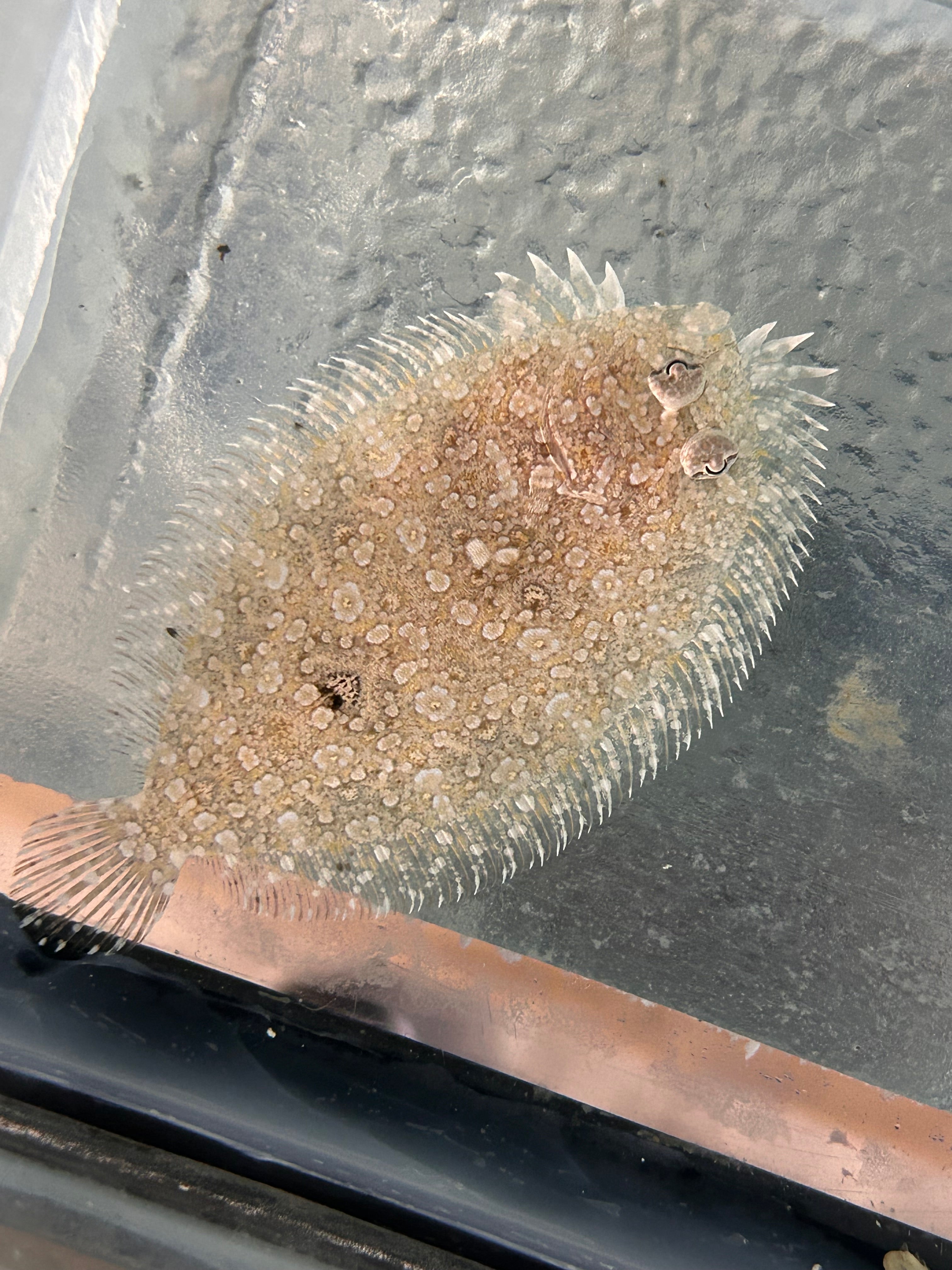 Noteworthy Fish 1