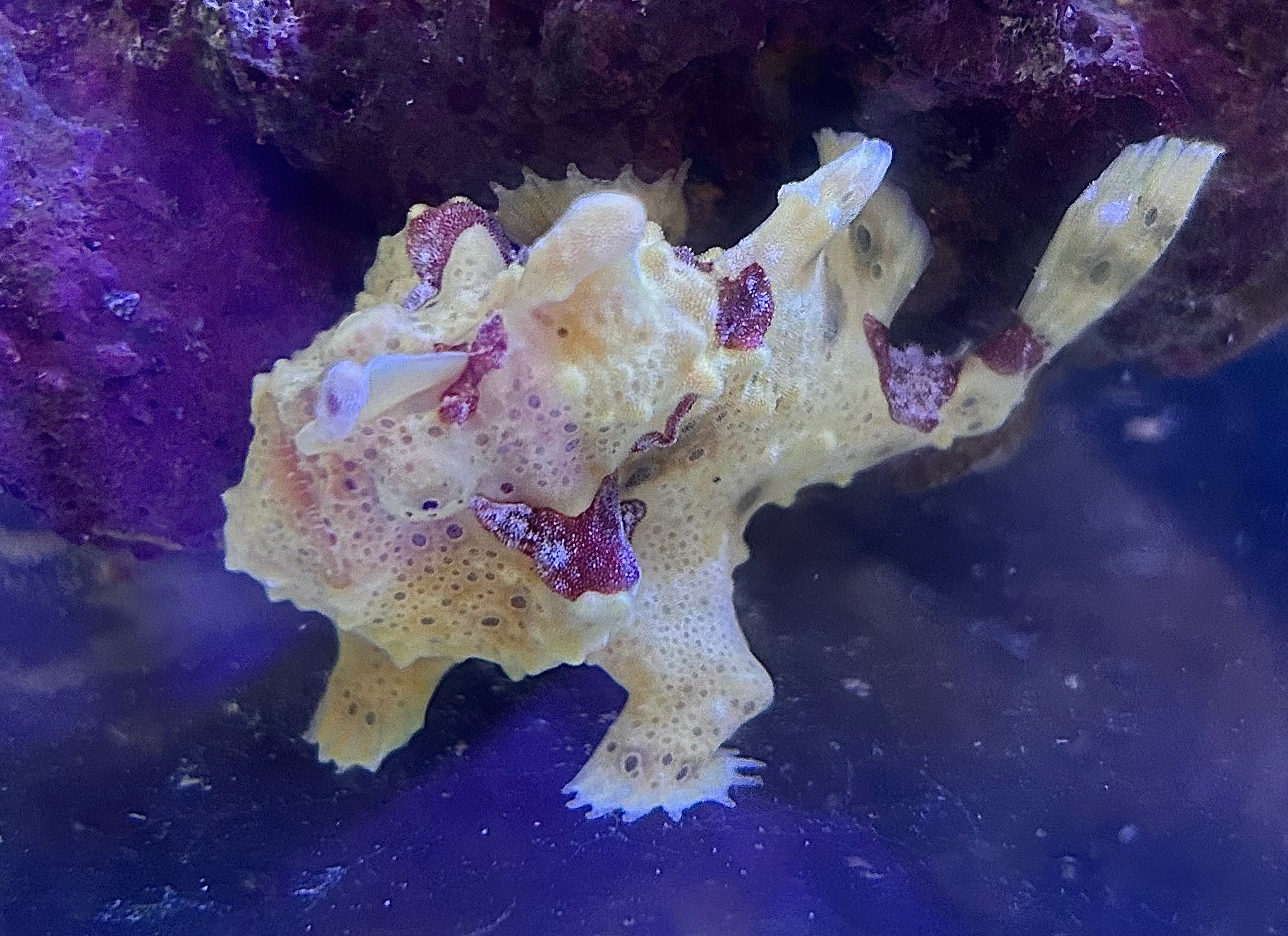 WYSIWYG Frogfish #2
