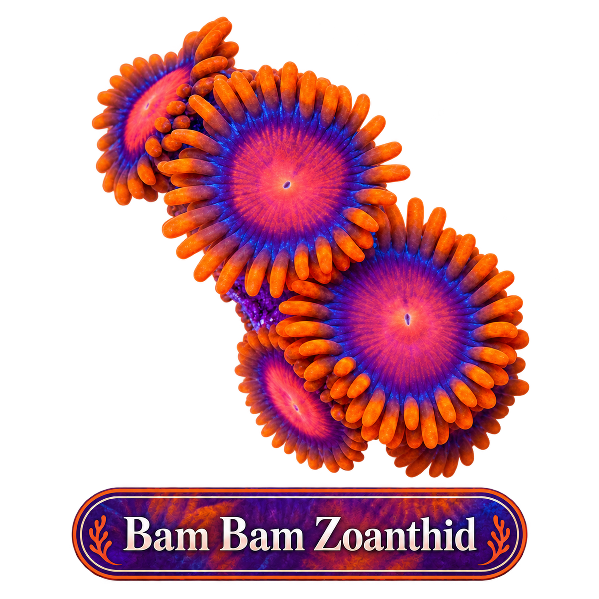 Orange Bam Bam Zoa Frag