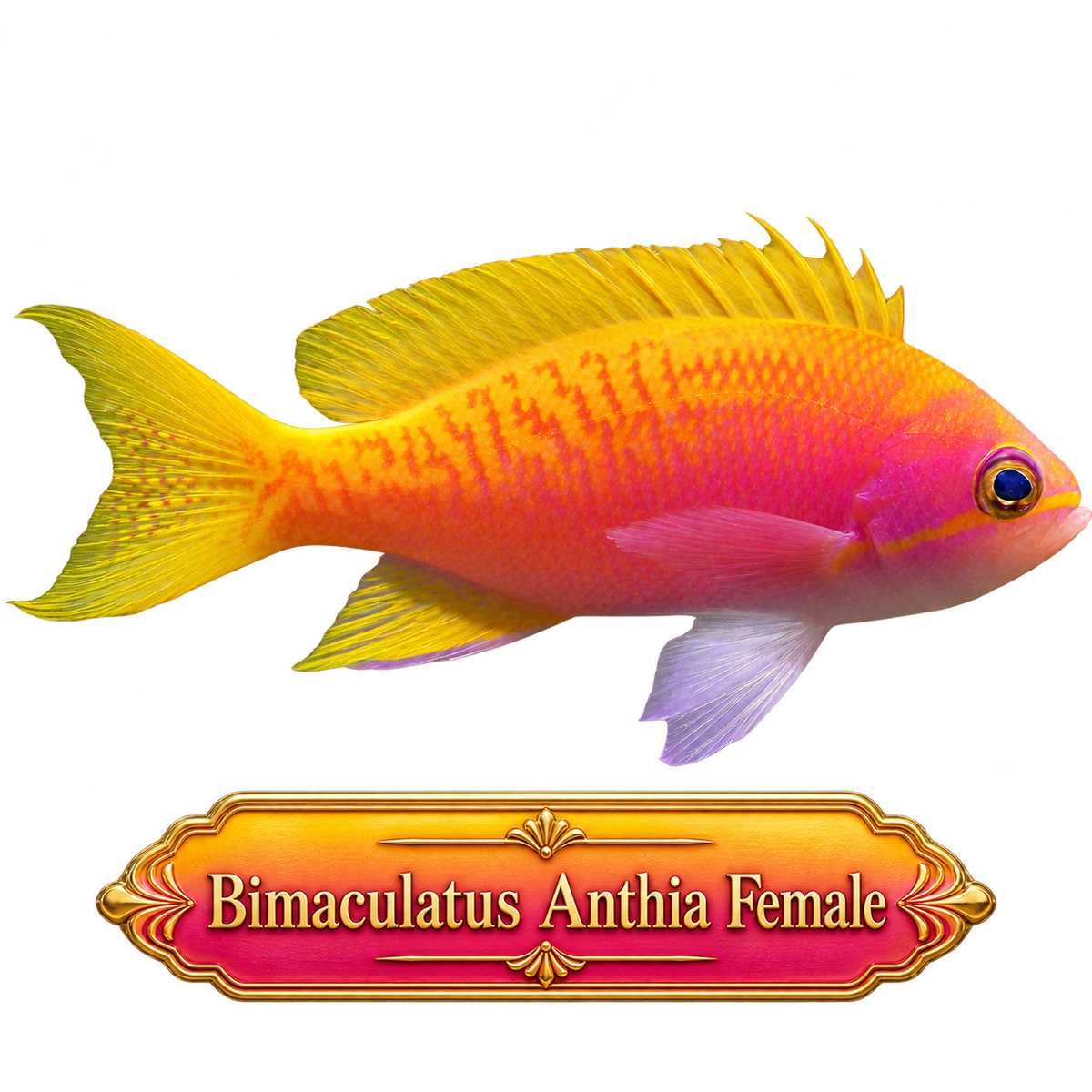 Twinspot Anthias - Female