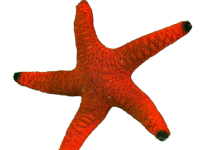 Fromia - Red with Black Tips (Fromia indica)