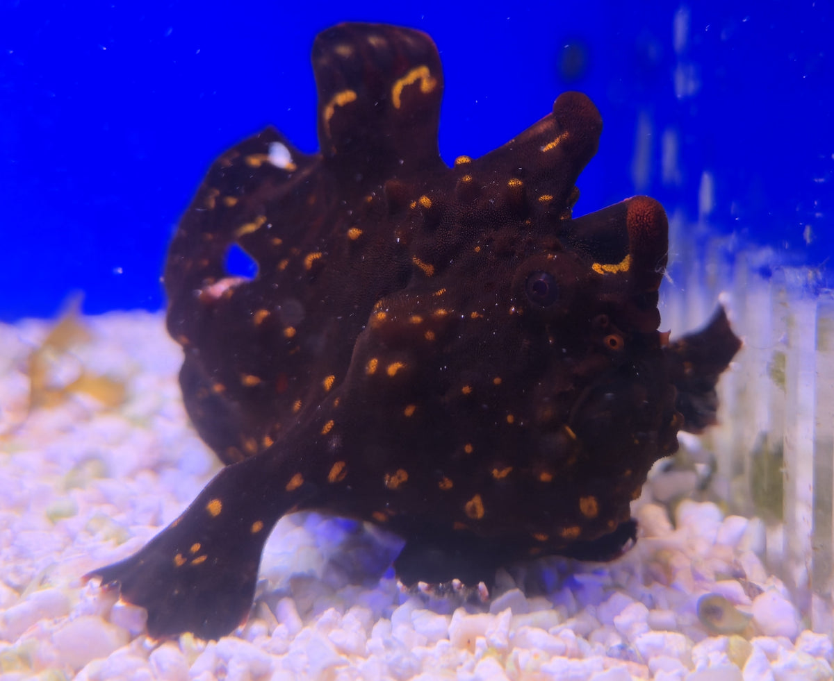 WYSIWYG Frogfish #2