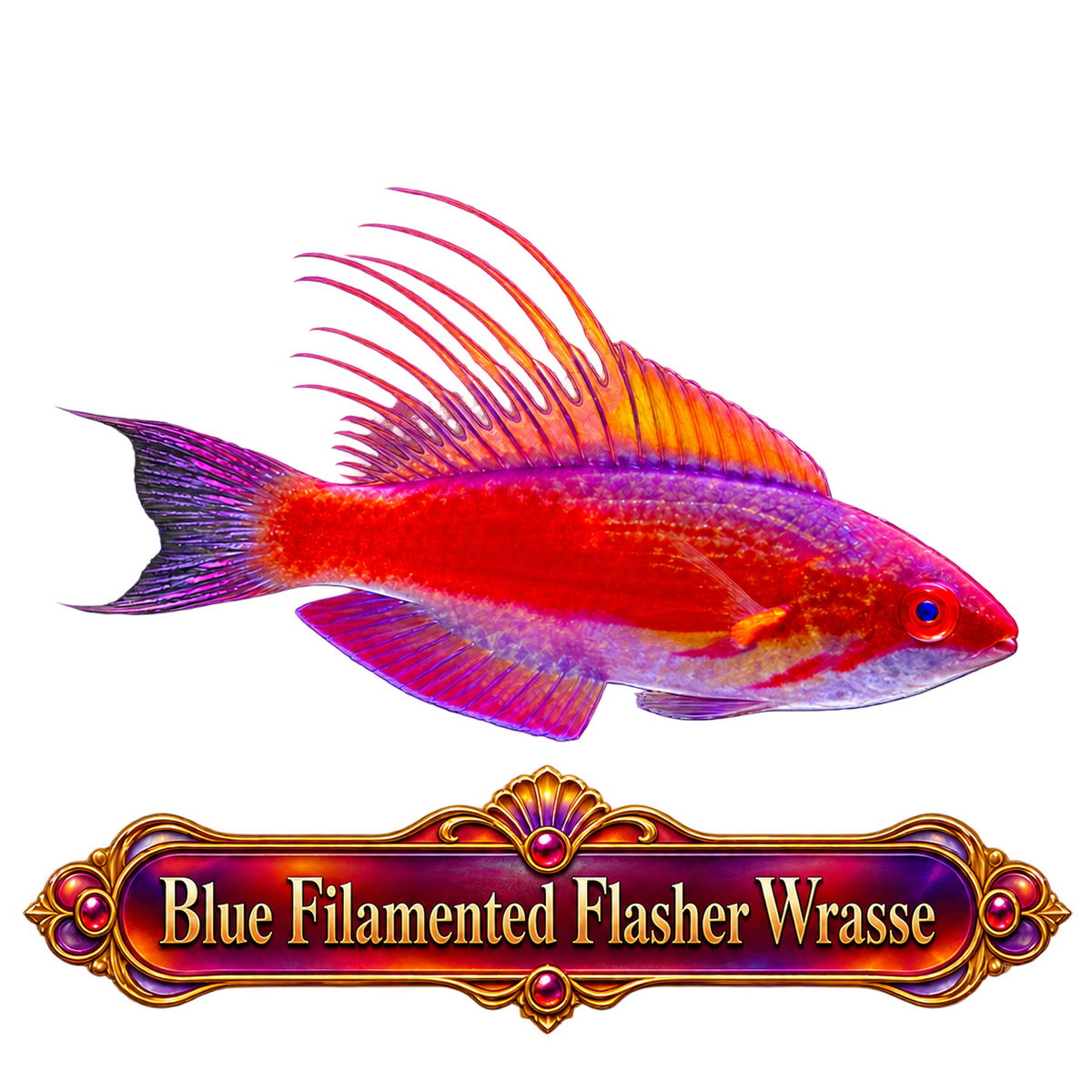 Blue Filamented Flasher Wrasse M