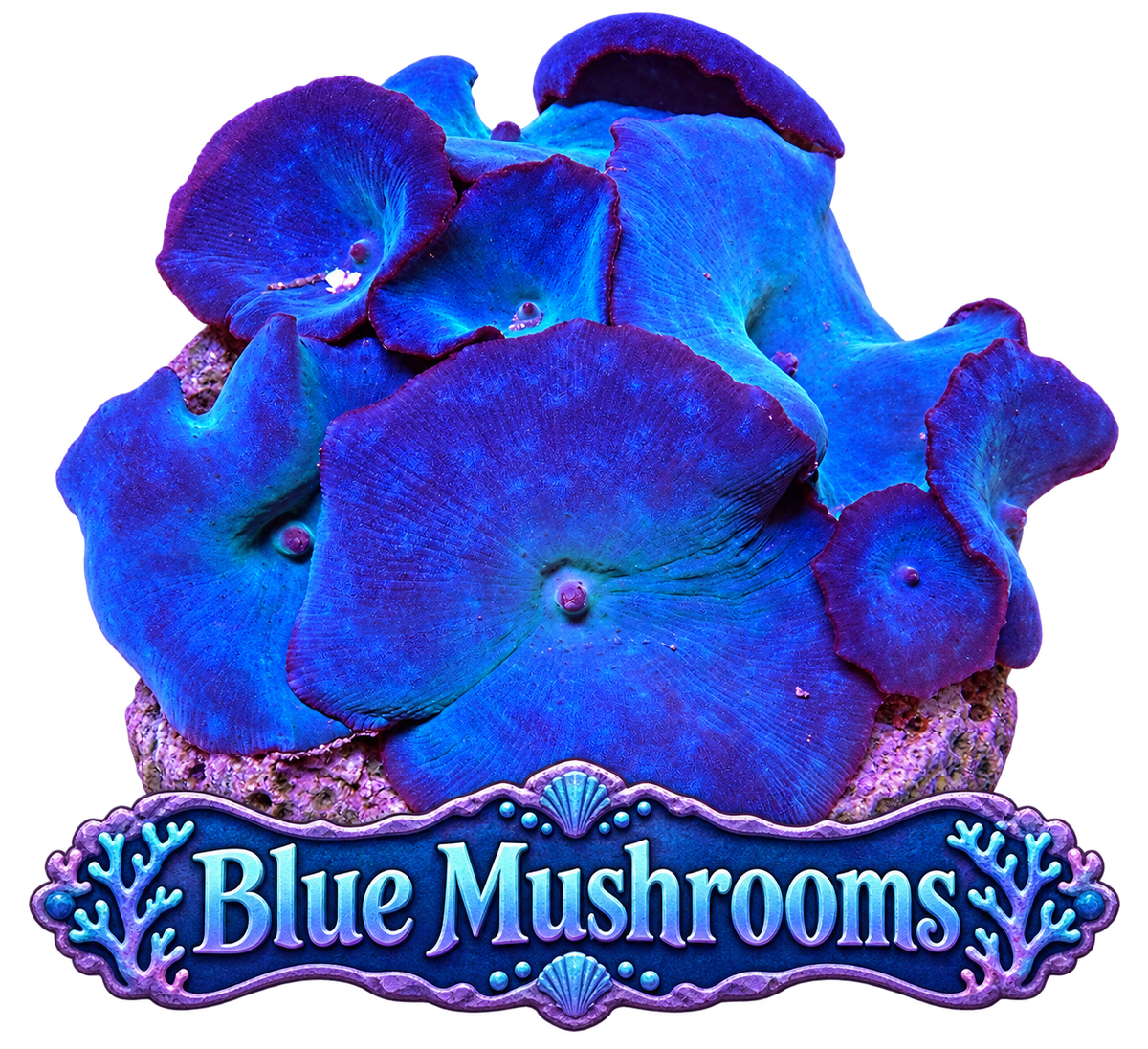 Blue Discosoma Mushroom
