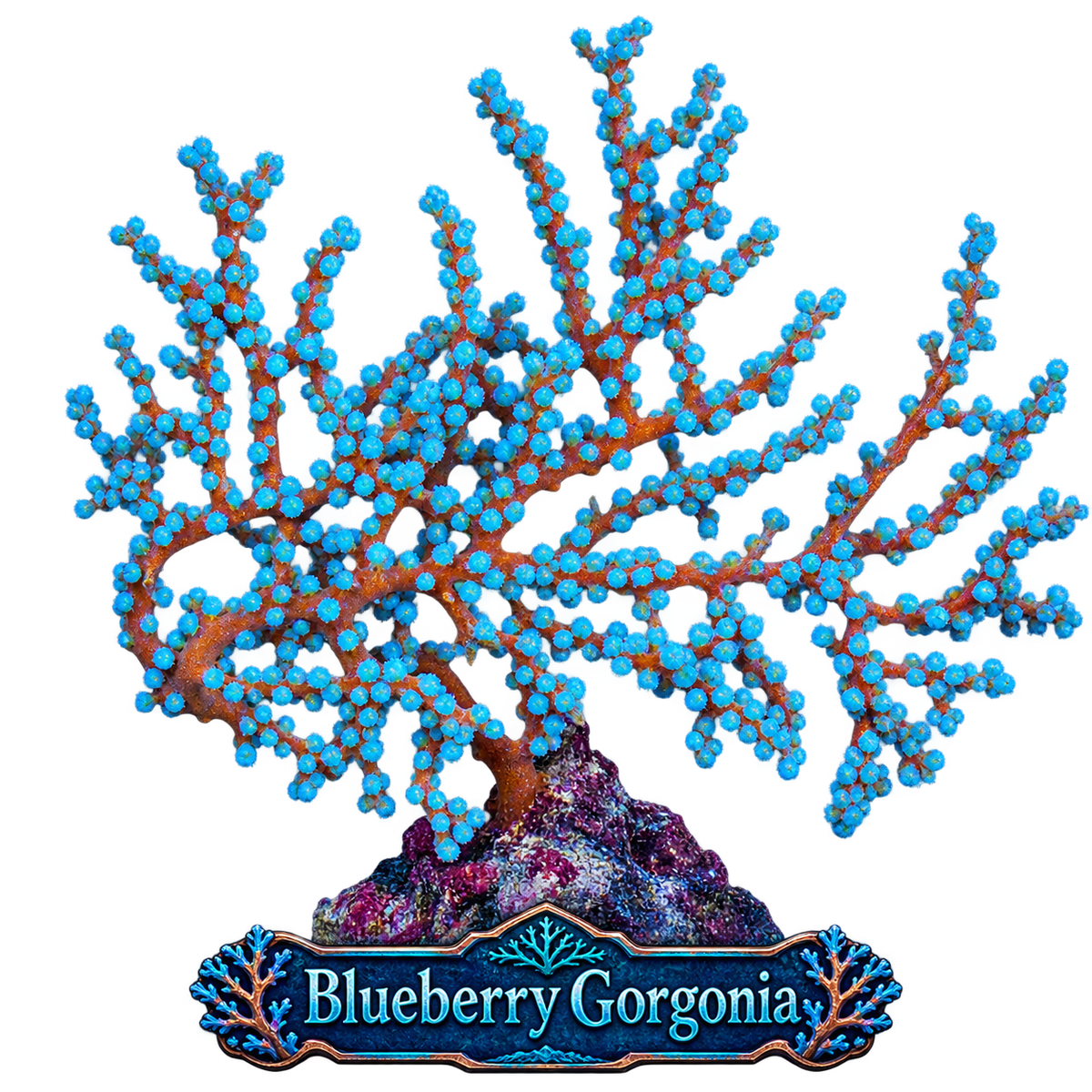 Gorgonia Blueberry Non-Photosynthetic Gorg - Requires Feeding