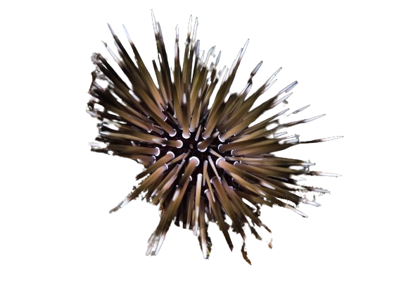 Rock Burrowing Shortspine Urchin