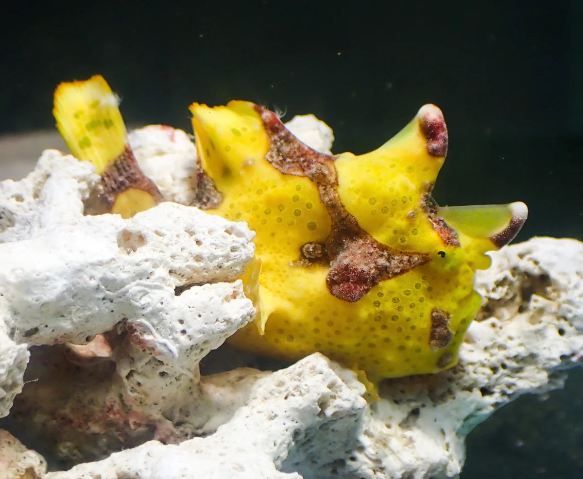 WYSIWYG Frogfish #6