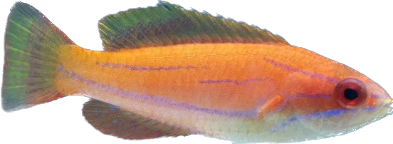 Carpenters Wrasse Female