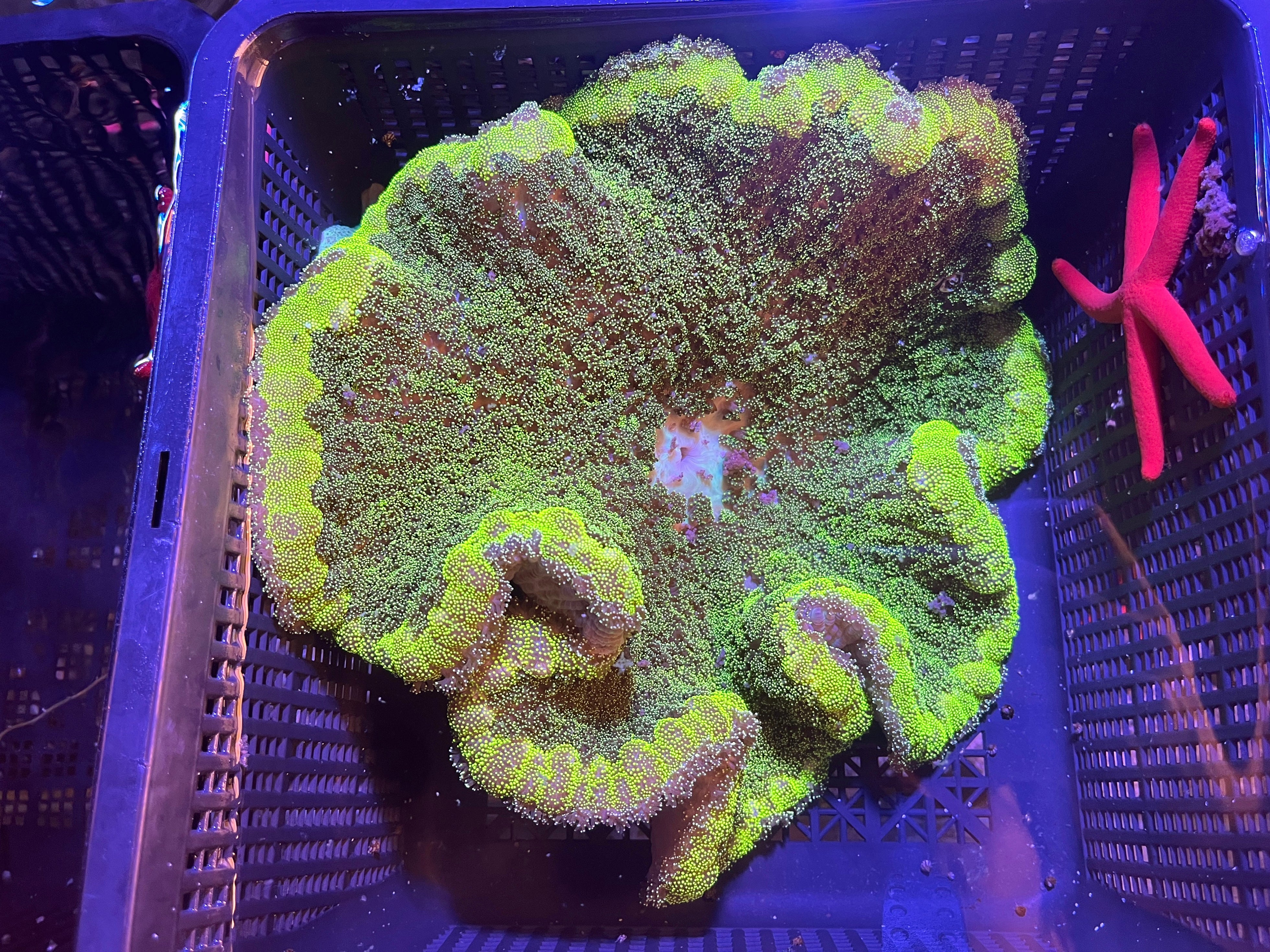 WYSIWYG Anemone #13