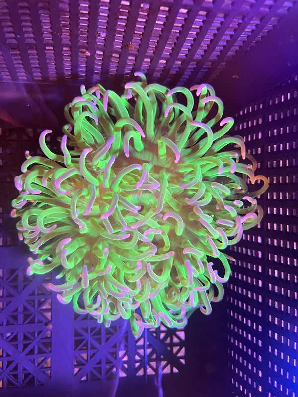 WYSIWYG Anemone #12