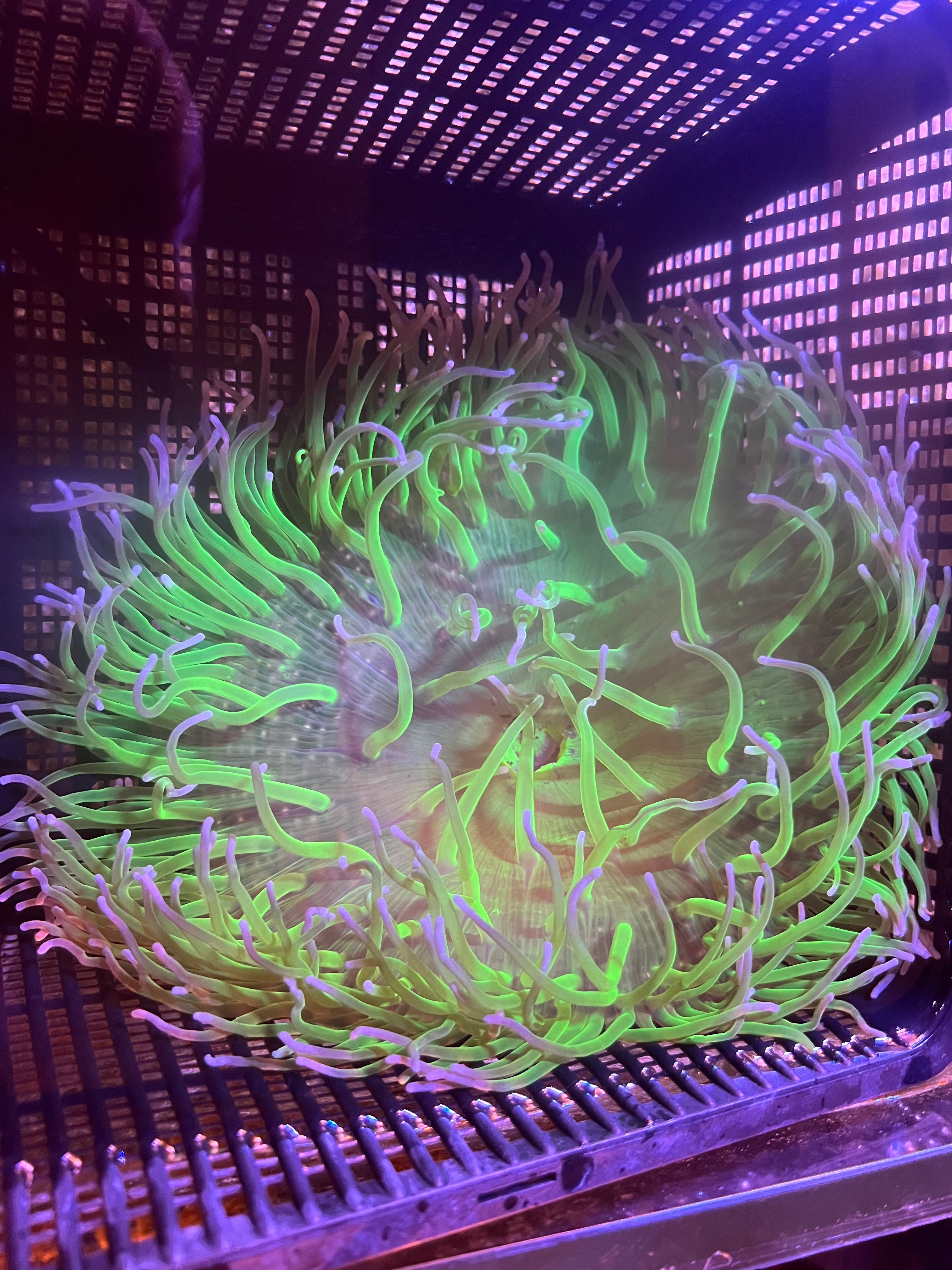 WYSIWYG Anemone #16