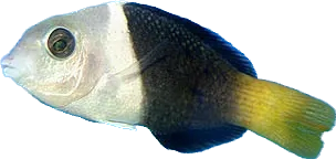 Blackeye Thicklip Wrasse