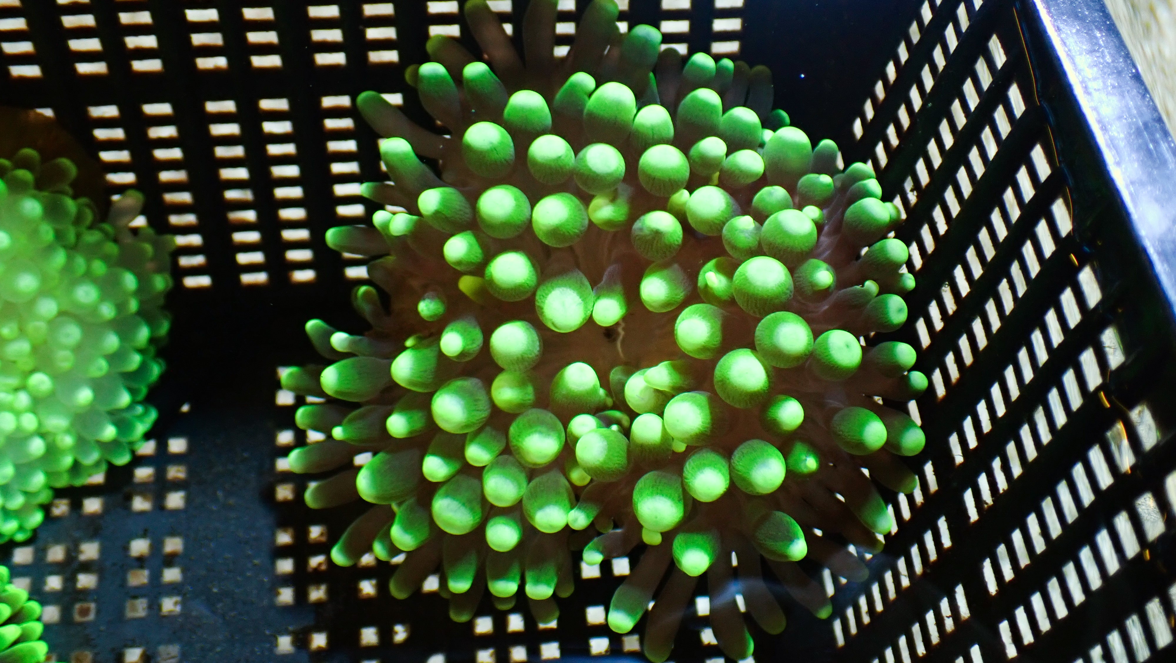 WYSIWYG Anemone #4