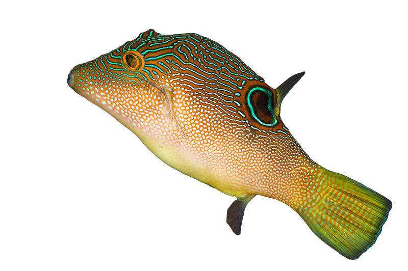Fingerprint Toby Puffer