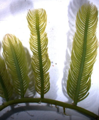 Feather Caulerpa
