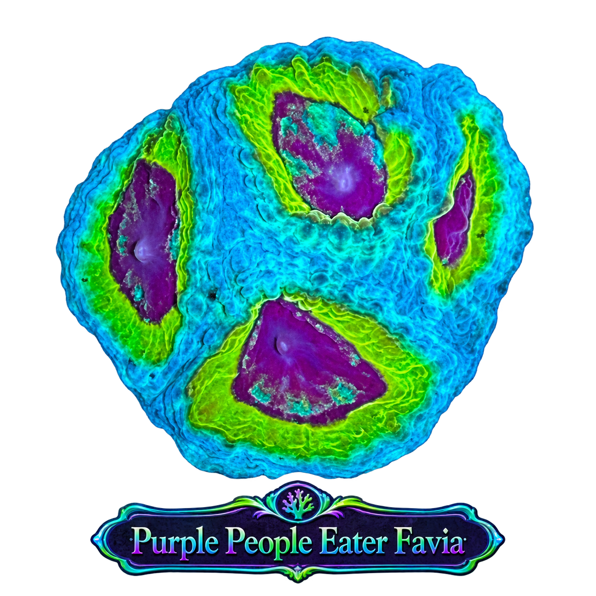 WWC PPE Favia Frag