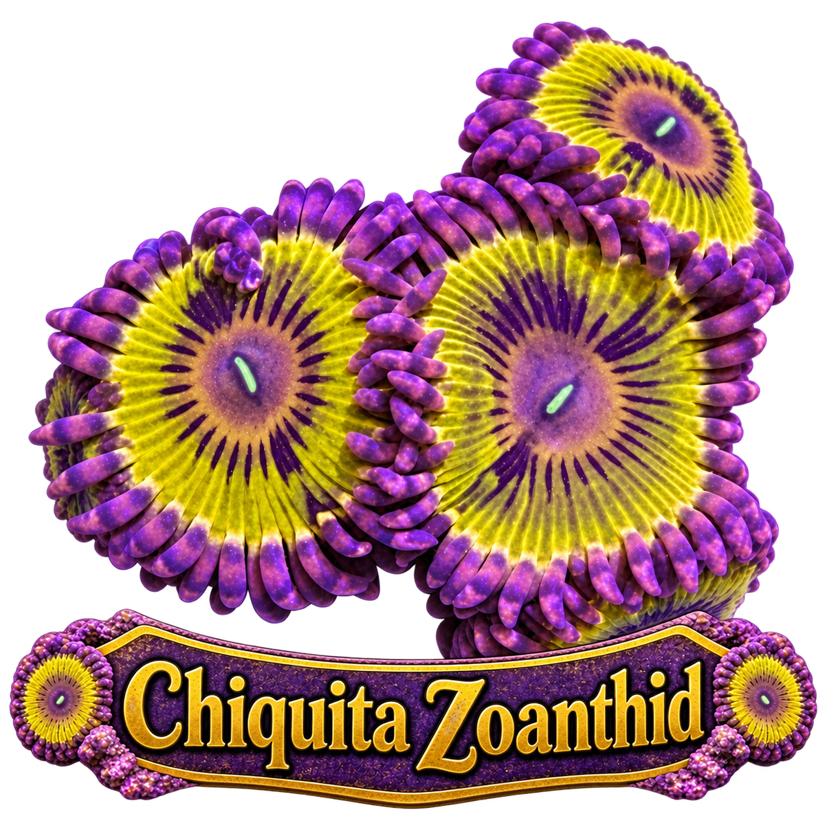 Chiquita
