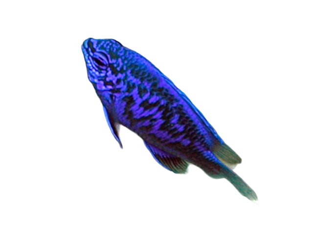 Springeri Damsel RW Best FW eaters