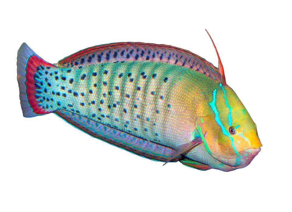 Africa Queen Coris Wrasse Adult M