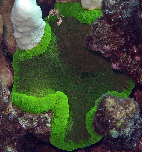 Pizza Carpet Anemone