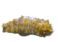 Caribbean Sea Cucumber