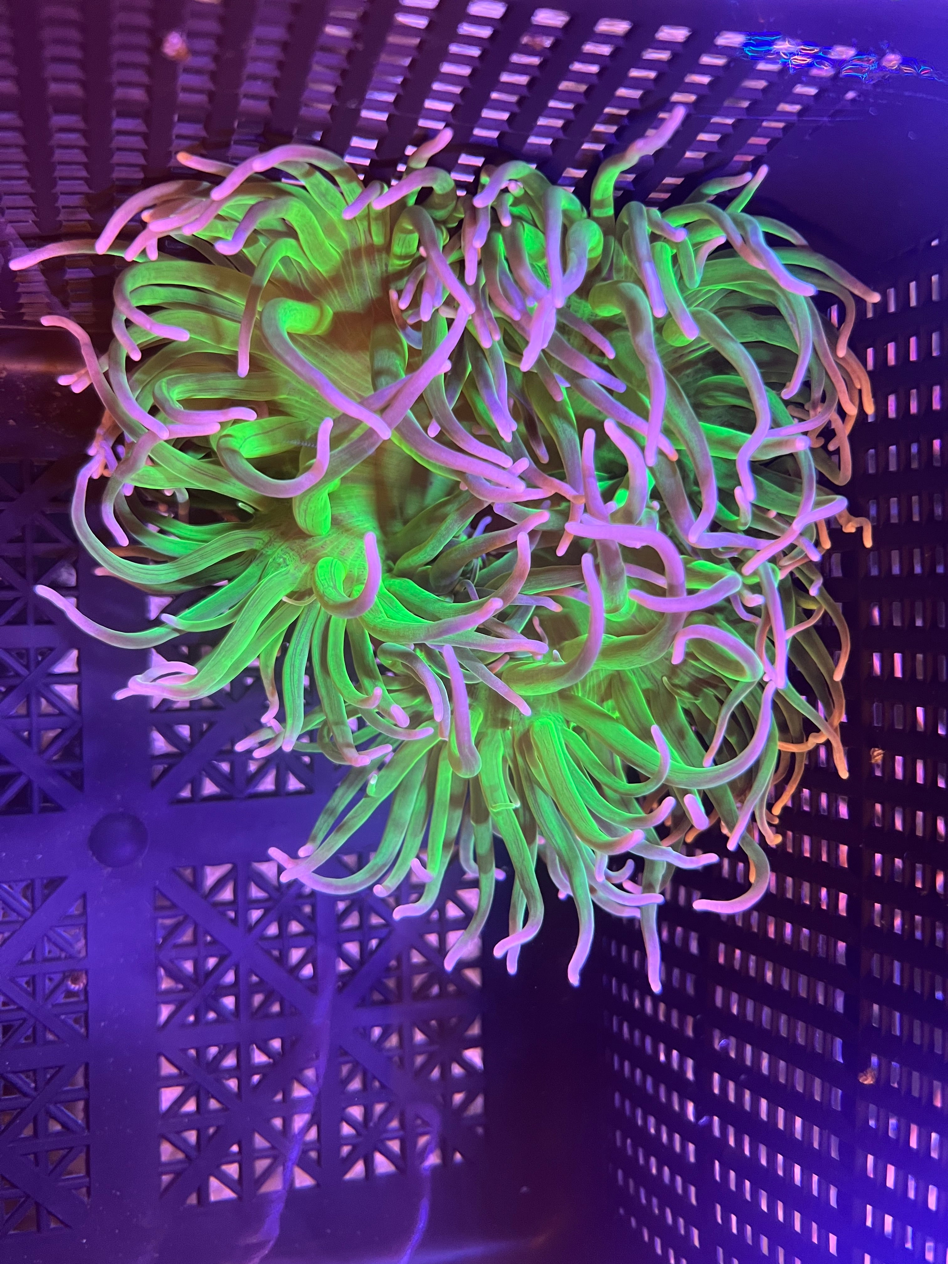 WYSIWYG Anemone #11