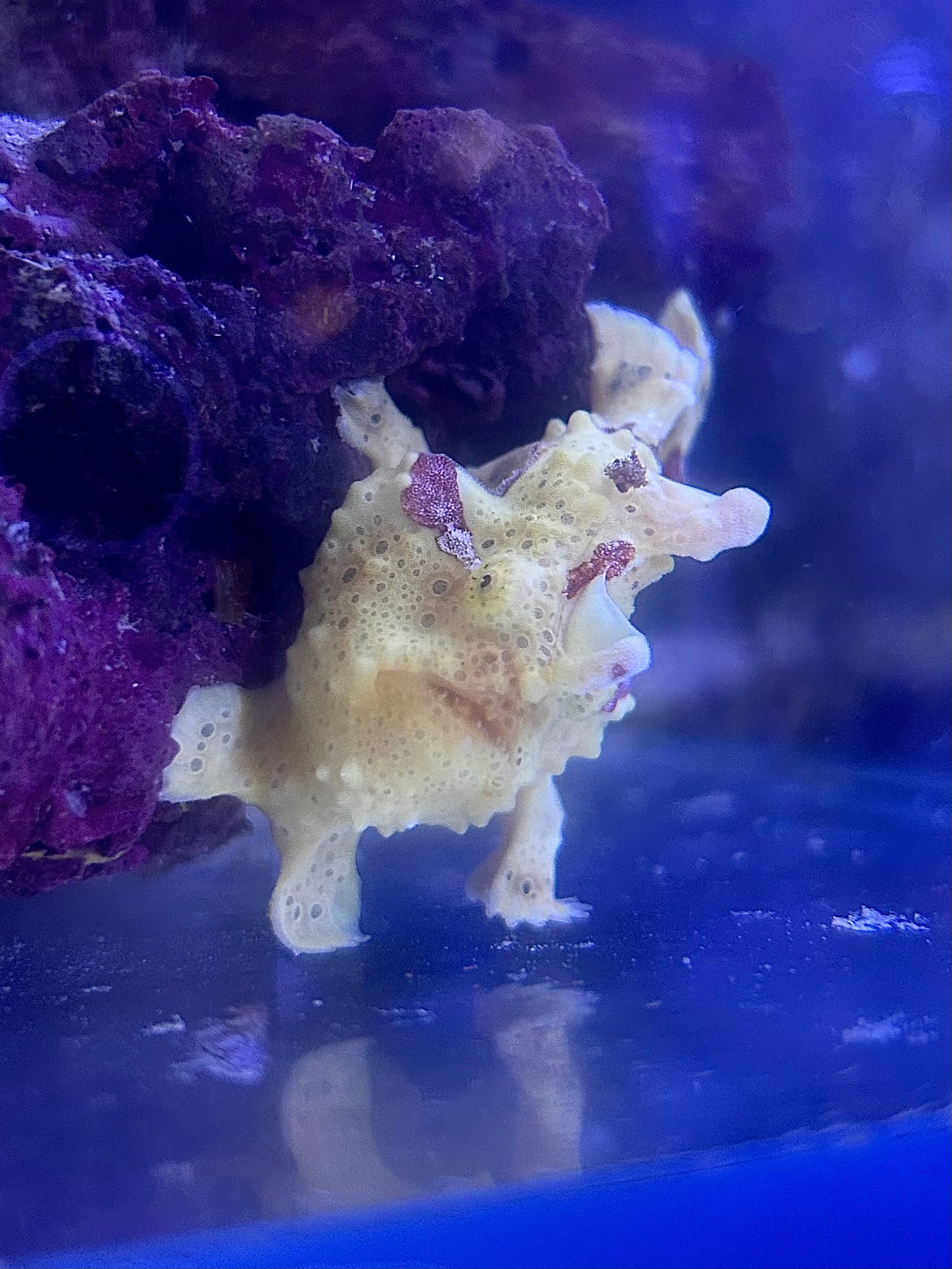 WYSIWYG Frogfish #2