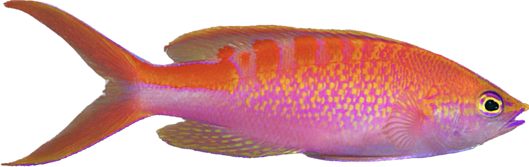 Red Saddled Anthia Male