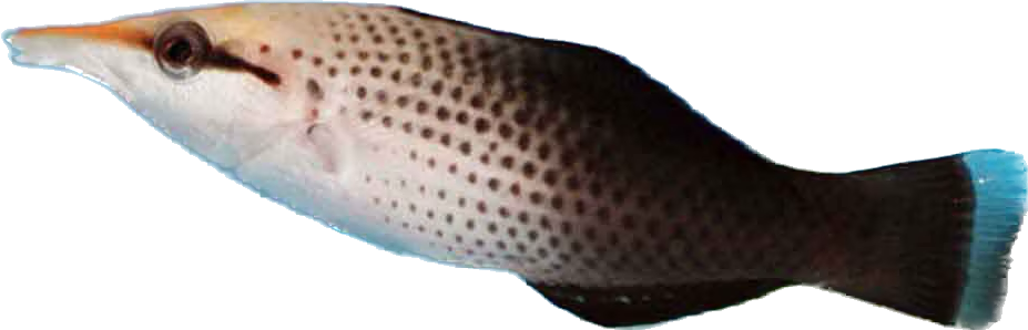 Brown Bird Wrasse Female T