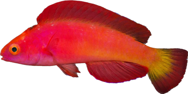 Magma Wrasse