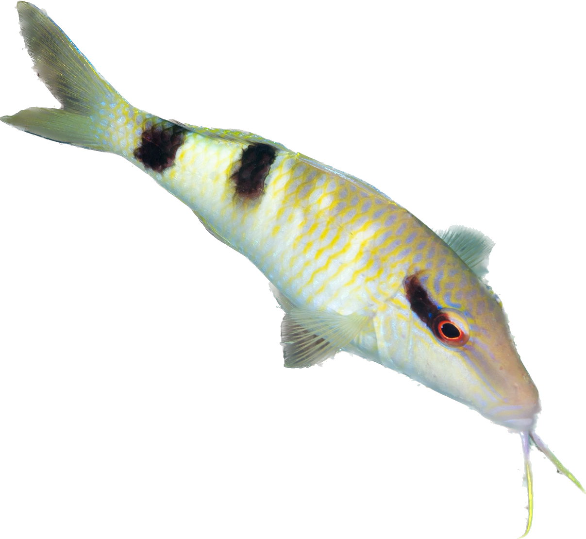 Multibarred Goatfish S
