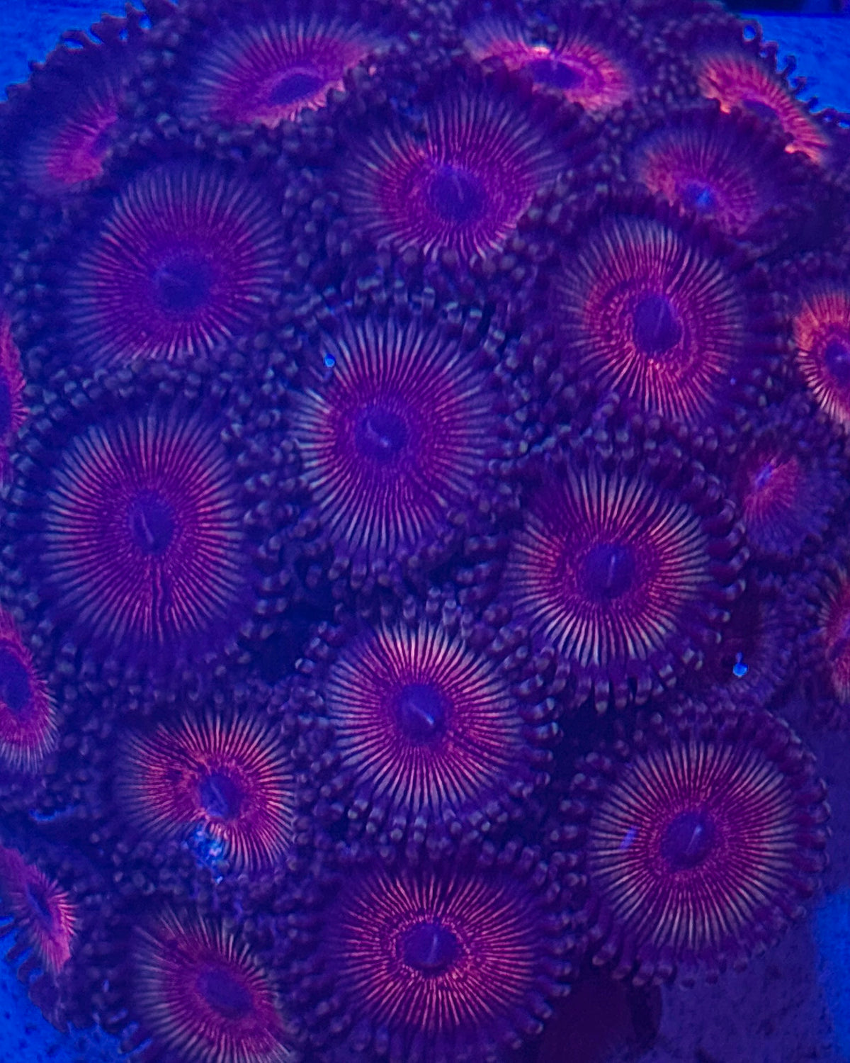 RW Rainbow Road Zoa Frag