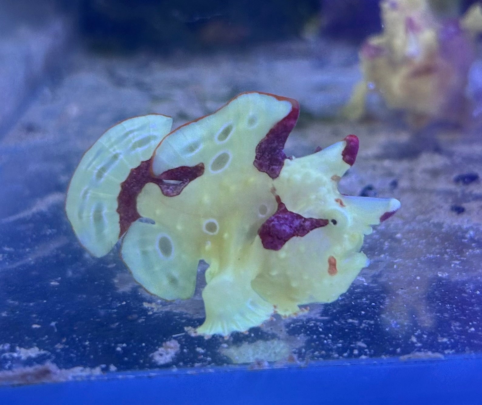 WYSIWYG Frogfish #3