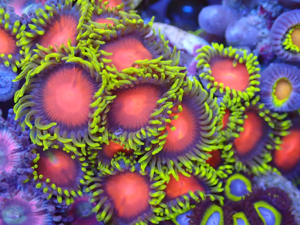 Dragon Eye Zoa Frag