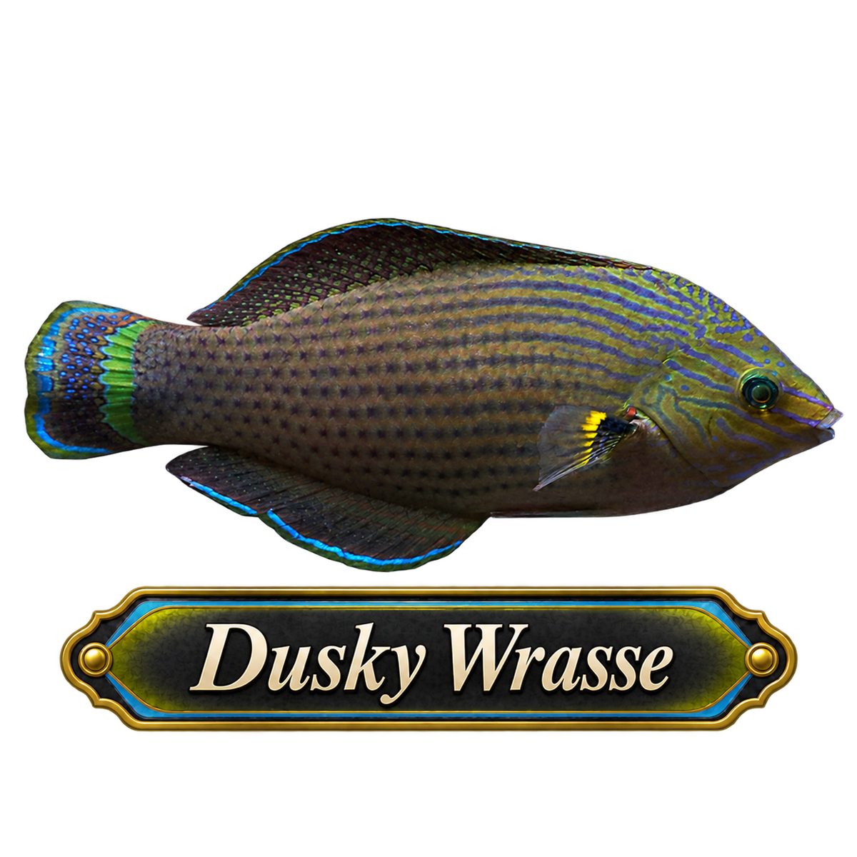 Dusky Wrasse