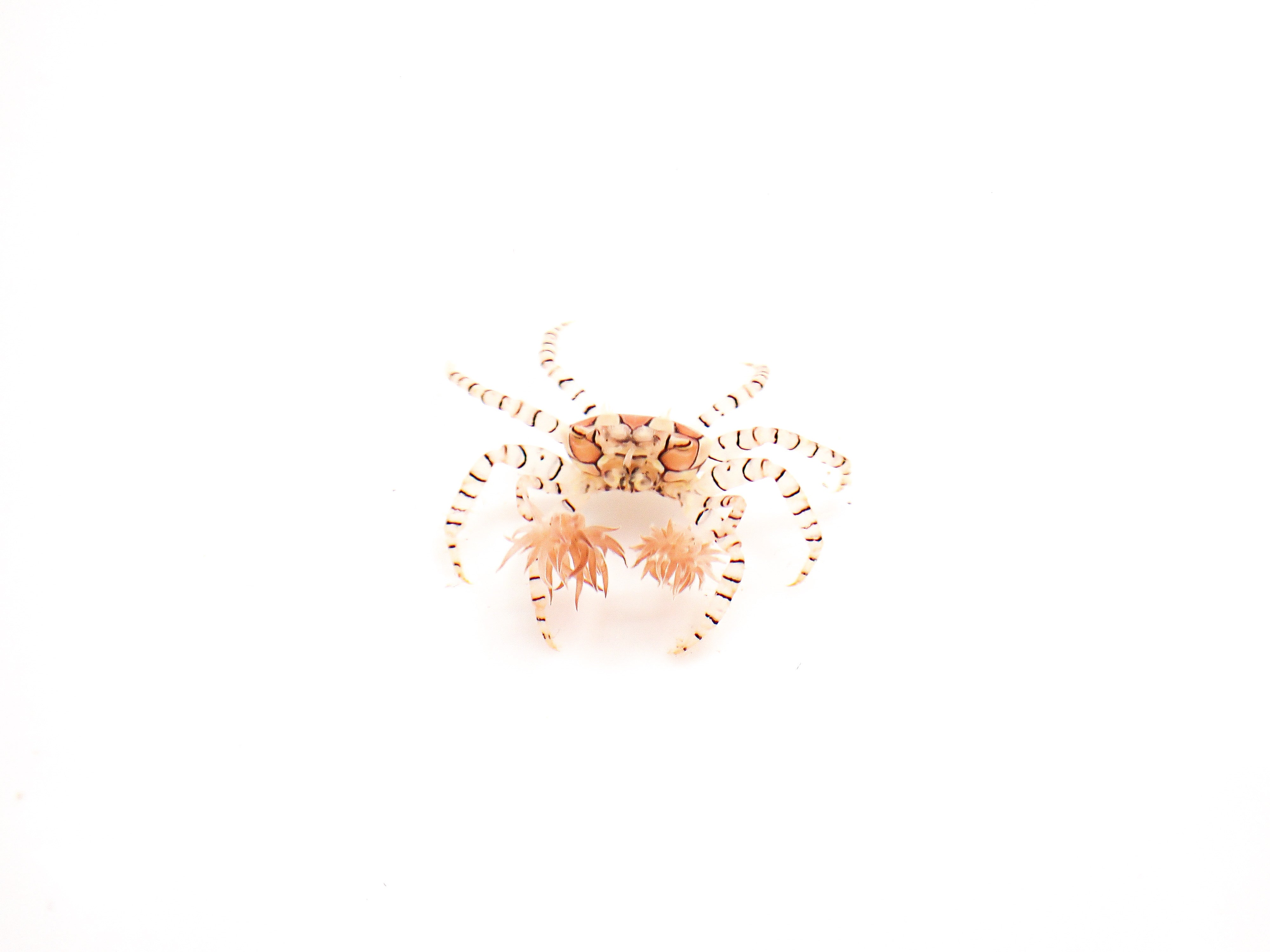 Pom Pom Anemone Crab