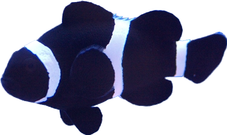 Percula Black
